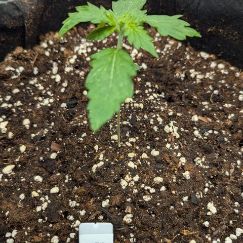 GOAT'lato growlog timeline photo