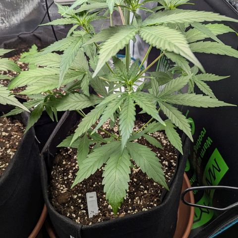 Orion growlog timeline photo