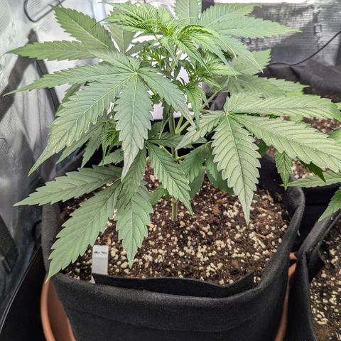 Milky Way growlog timeline photo