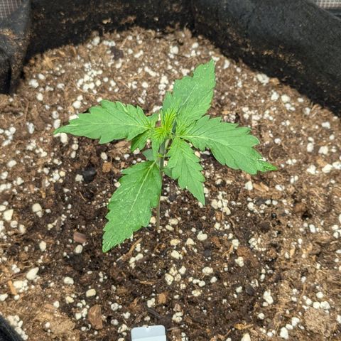 GOAT'lato growlog timeline photo