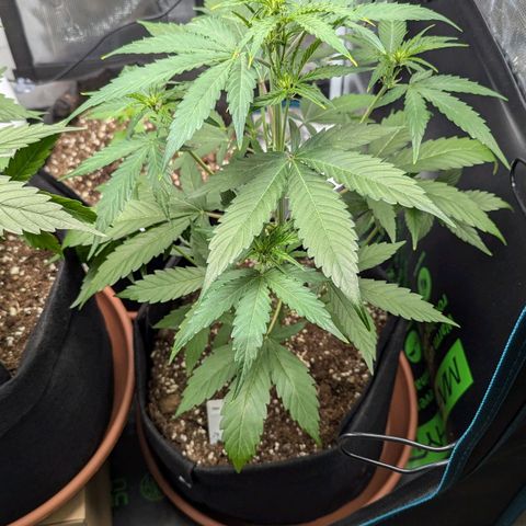 Orion growlog timeline photo