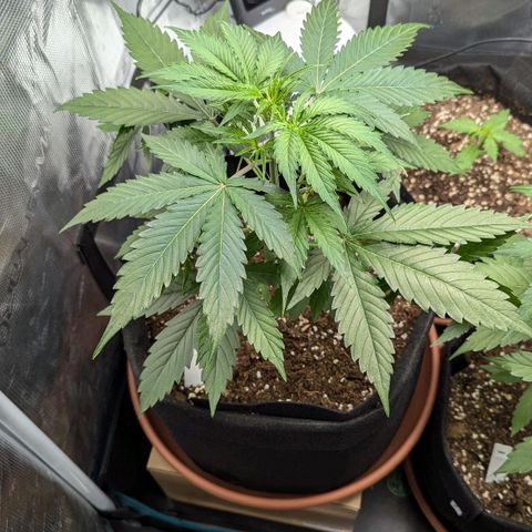 Milky Way growlog timeline photo