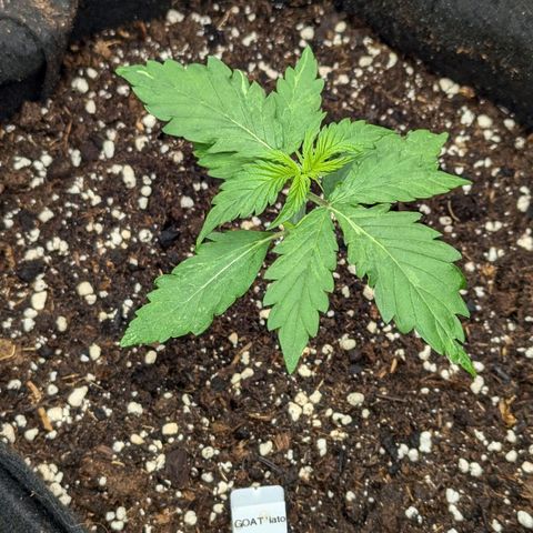 GOAT'lato growlog timeline photo