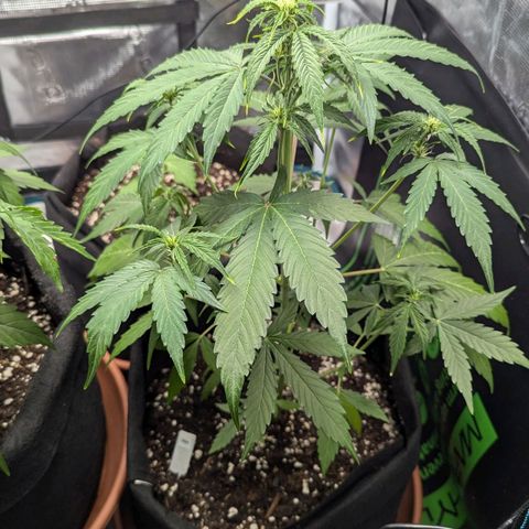 Orion growlog timeline photo