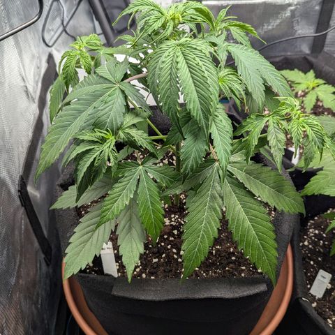 Milky Way growlog timeline photo