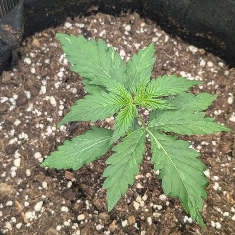 GOAT'lato growlog timeline photo