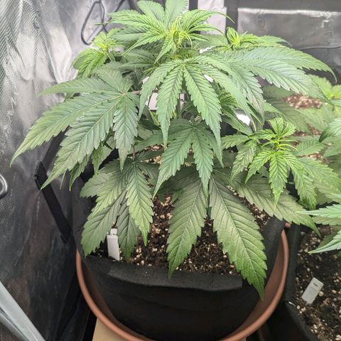 Milky Way growlog timeline photo