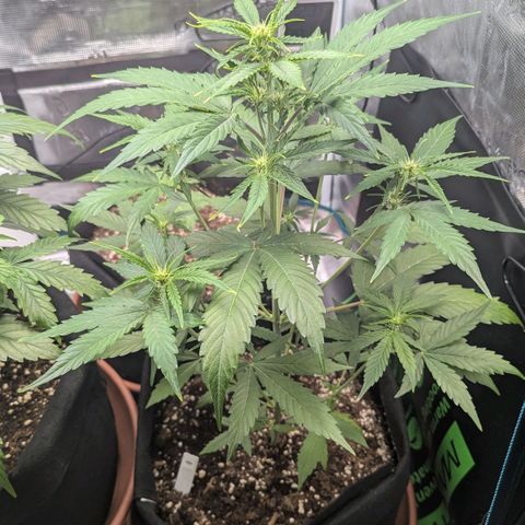 Orion growlog timeline photo