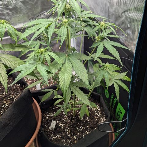 Orion growlog timeline photo