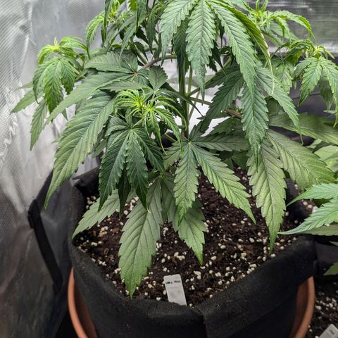Milky Way growlog timeline photo