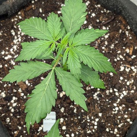 GOAT'lato growlog timeline photo