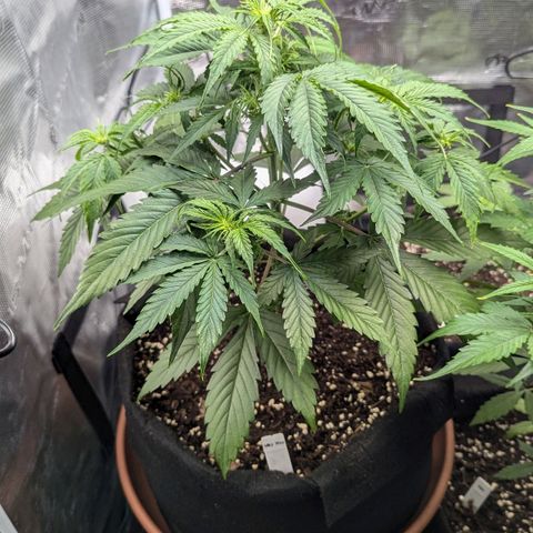 Milky Way growlog timeline photo