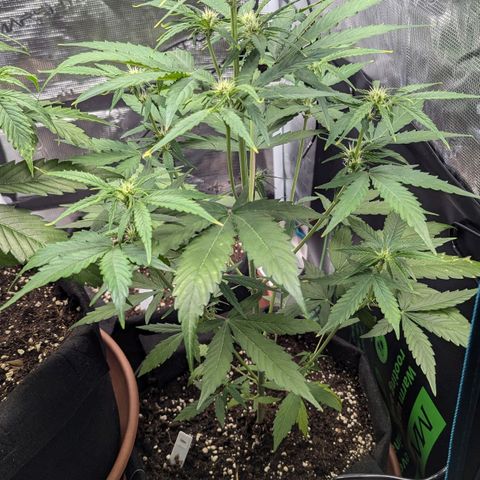 Orion growlog timeline photo