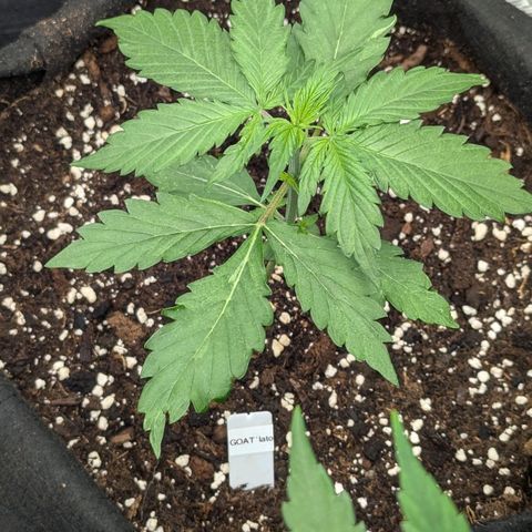 GOAT'lato growlog timeline photo