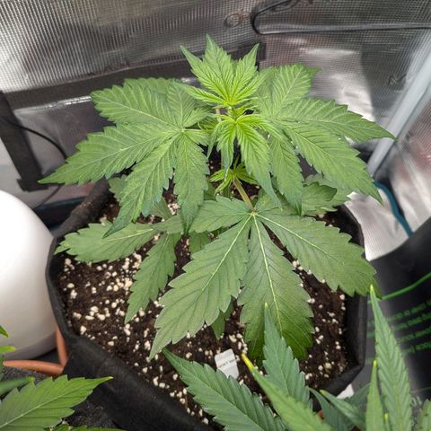 GOAT'lato growlog timeline photo