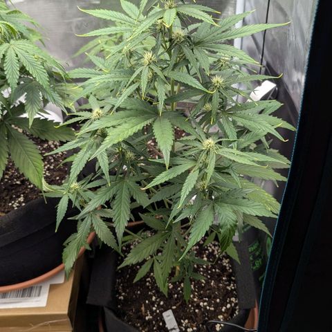 Orion growlog timeline photo