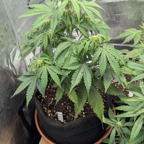 Milky Way growlog timeline photo