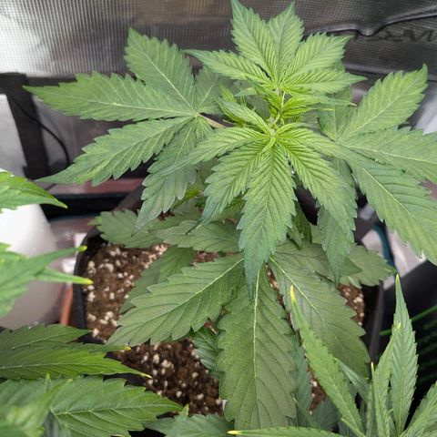 GOAT'lato growlog timeline photo