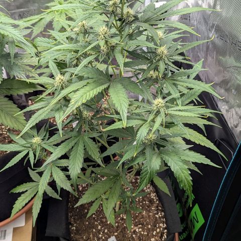 Orion growlog timeline photo