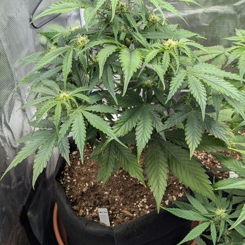 Milky Way growlog timeline photo