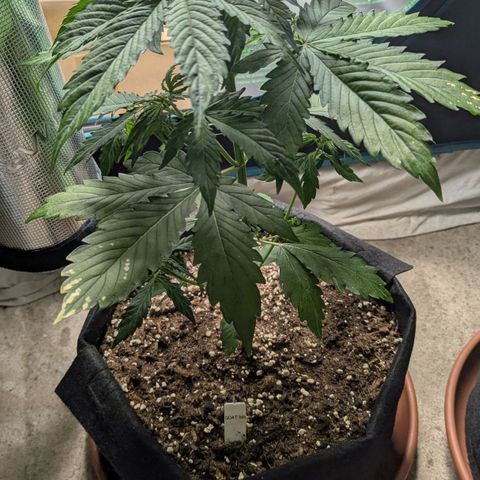 GOAT'lato growlog timeline photo