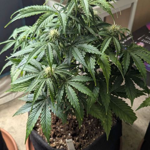 Milky Way growlog timeline photo