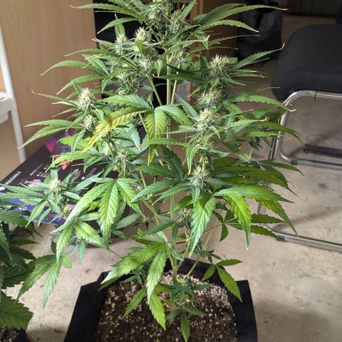 Orion growlog timeline photo