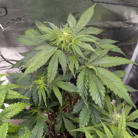 GOAT'lato growlog timeline photo