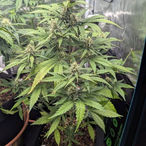 Orion growlog timeline photo