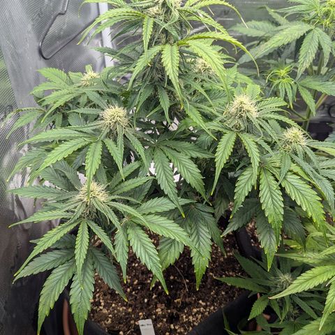 Milky Way growlog timeline photo