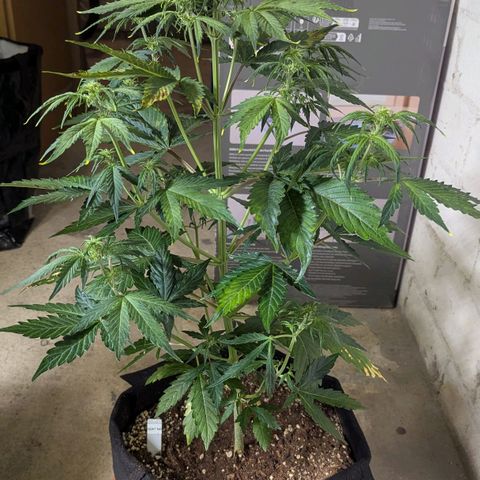 GOAT'lato growlog timeline photo