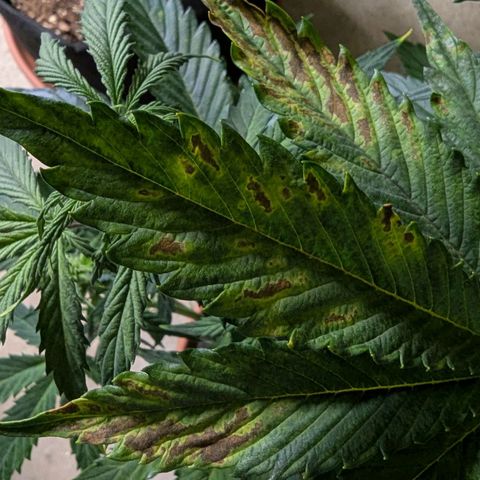 GOAT'lato growlog timeline photo