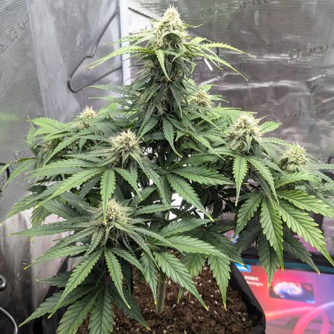 Milky Way growlog timeline photo