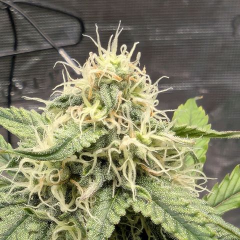 Milky Way growlog timeline photo