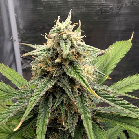 Orion growlog timeline photo