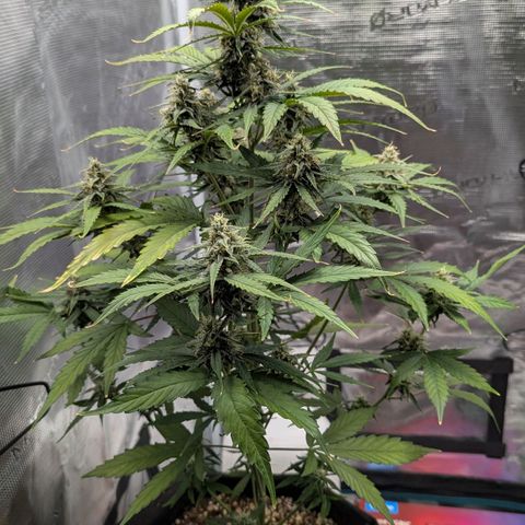 Orion growlog timeline photo