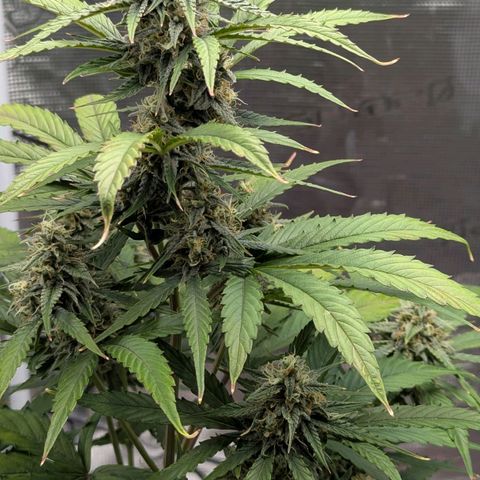 Orion growlog timeline photo