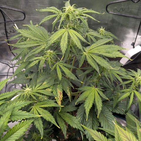 GOAT'lato growlog timeline photo