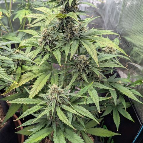 Orion growlog timeline photo