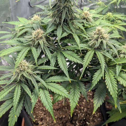 Milky Way growlog timeline photo