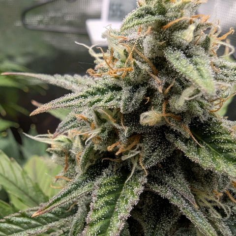 Orion growlog timeline photo