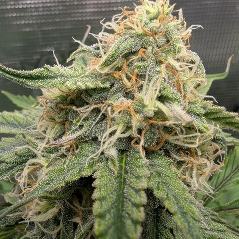 Milky Way growlog timeline photo