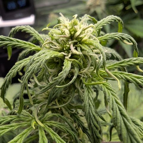 GOAT'lato growlog timeline photo