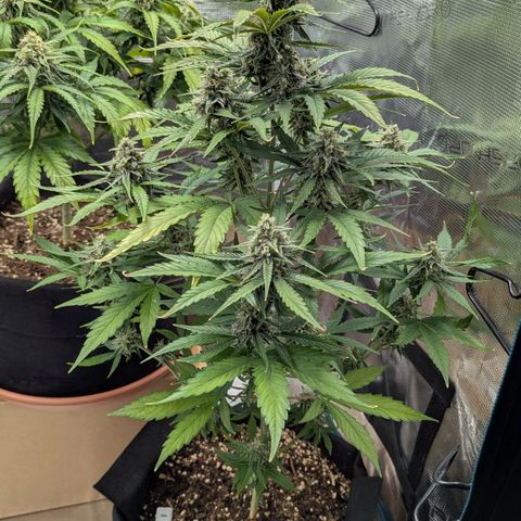 Orion growlog timeline photo