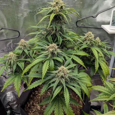 Milky Way growlog timeline photo