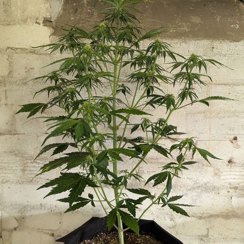 GOAT'lato growlog timeline photo