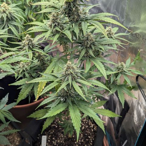 Orion growlog timeline photo