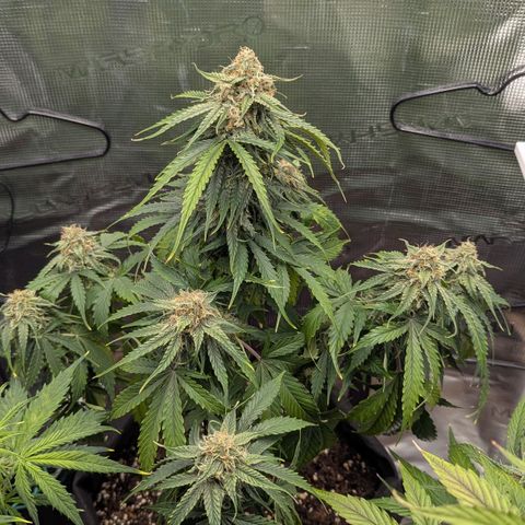 Milky Way growlog timeline photo