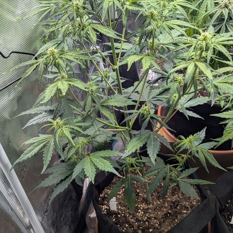GOAT'lato growlog timeline photo