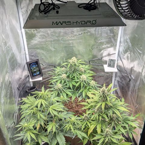 Milky Way growlog timeline photo